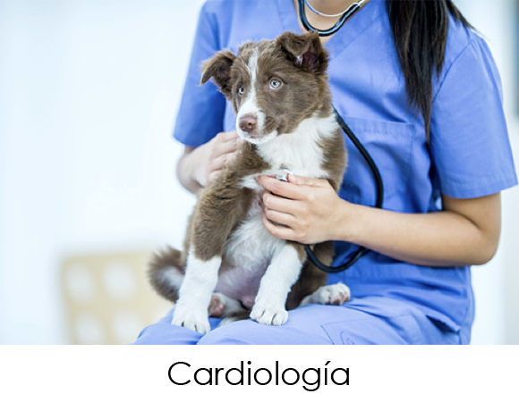 Sólo tenemos un corazón y hay que cuidarlo. Para ello contamos con nuestro especialista a vuestro servicio 365 días al año y ponemos a vuestra disposición lo último en equipamiento para poder detectar y tratar cualquier patología lo antes posible y evitar así posibles complicaciones.