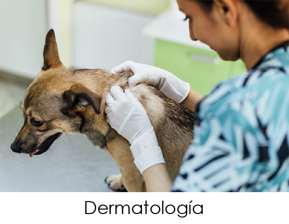 ¿Sabías que la causa más habitual de consultas veterinarias son los problemas dermatológicos? Problemas endocrinos, enfermedades autoinmunes, parásitos, alergias, suelen tener manifestaciones cutáneas. Nuestro especialista siempre ve más allá de esa pequeña zona enrojecida con poco pelo. Déjate asesorar y no te arrepentirás.