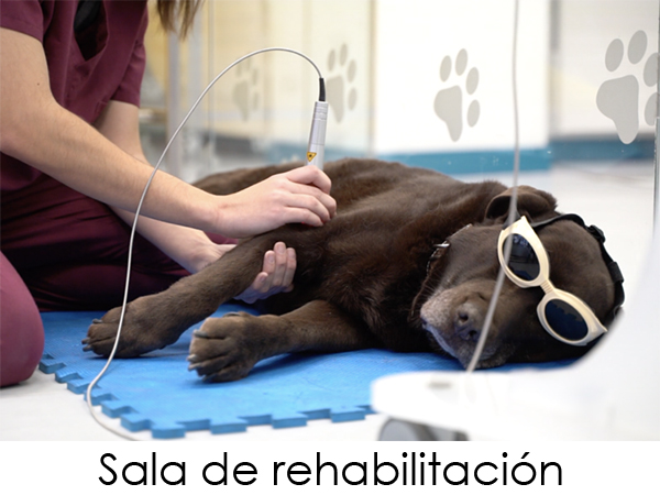 Tenemos la suerte de poder contar con una sala completamente adaptada, para nuestros especialistas pongan a disposición de su mascota los últimos avances en rehabilitación; acupuntura, láser, cinesiterapia o electroestimulación están ahora al alcance de su mascota.